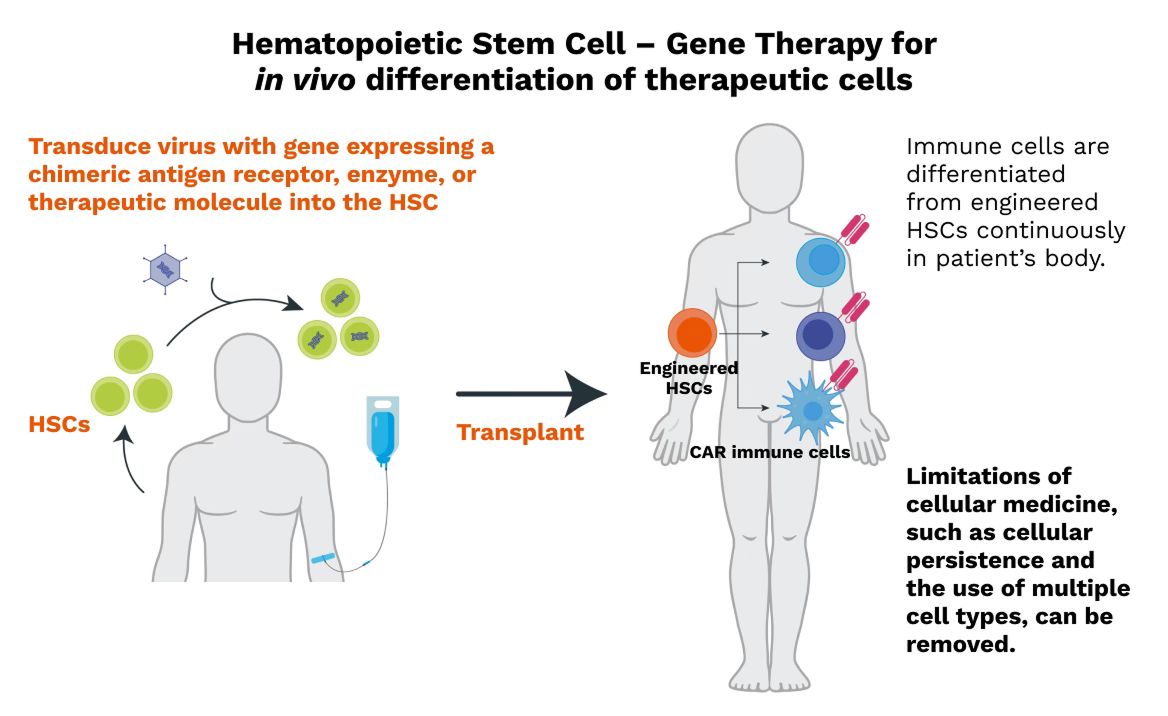 Hematopoietic flow chart graphic