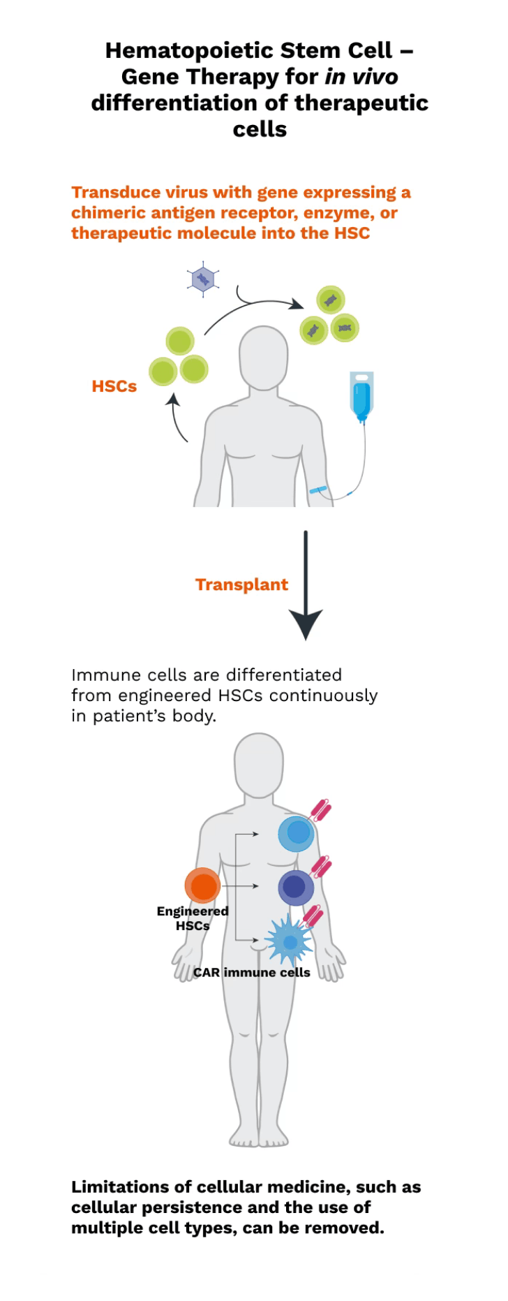Hematopoietic flow chart graphic