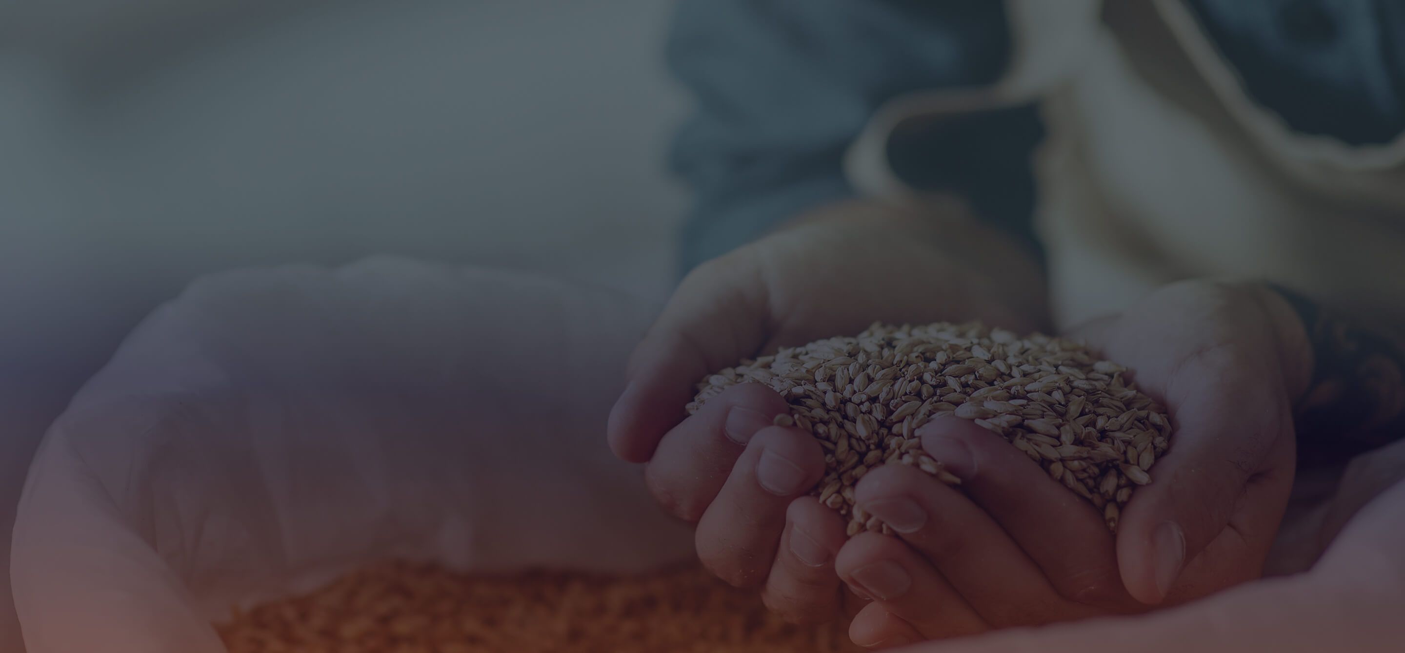 Hands cupping beer hops