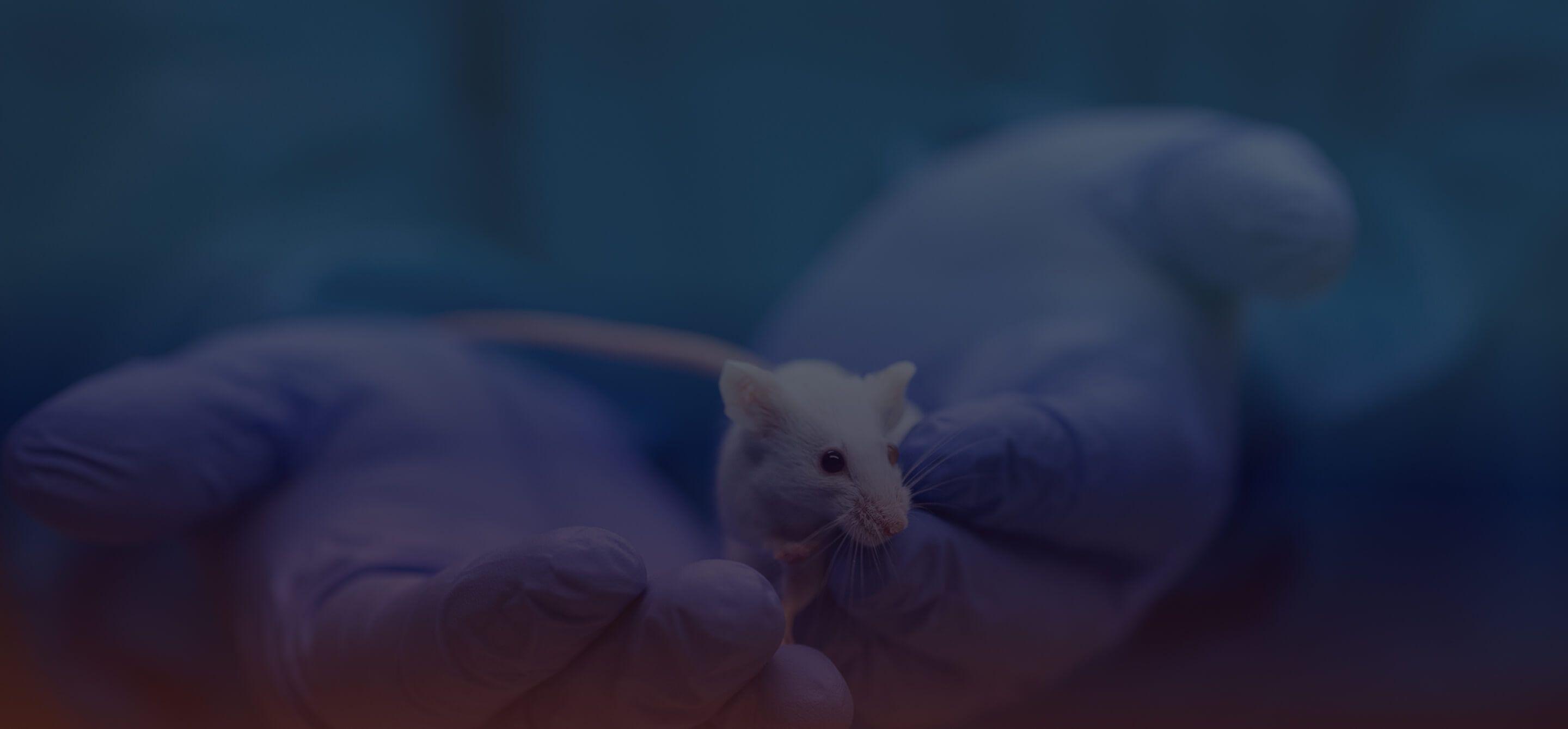 Mouse in cupped hands