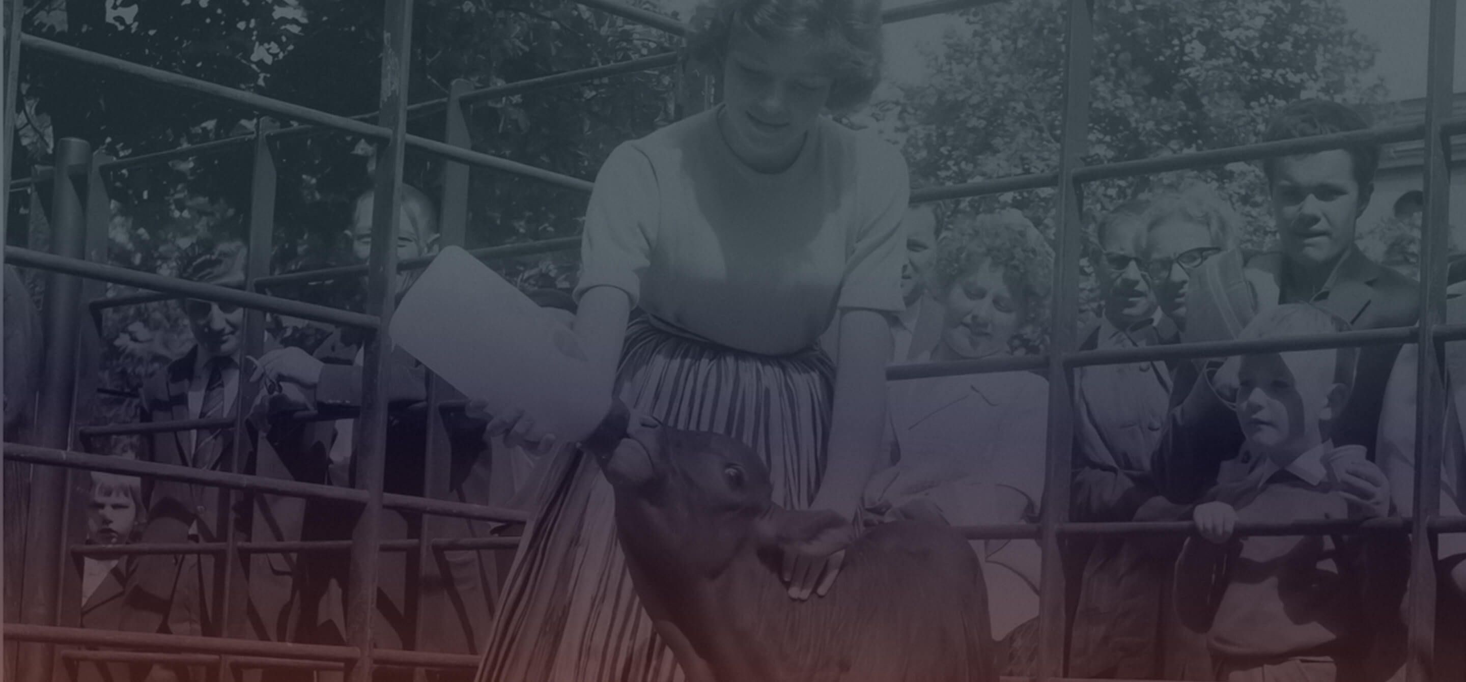 Old photo of woman feeding calf